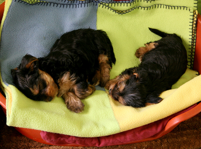 在线短信轰炸工具