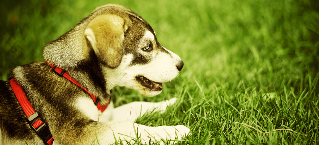 在线短信轰炸工具