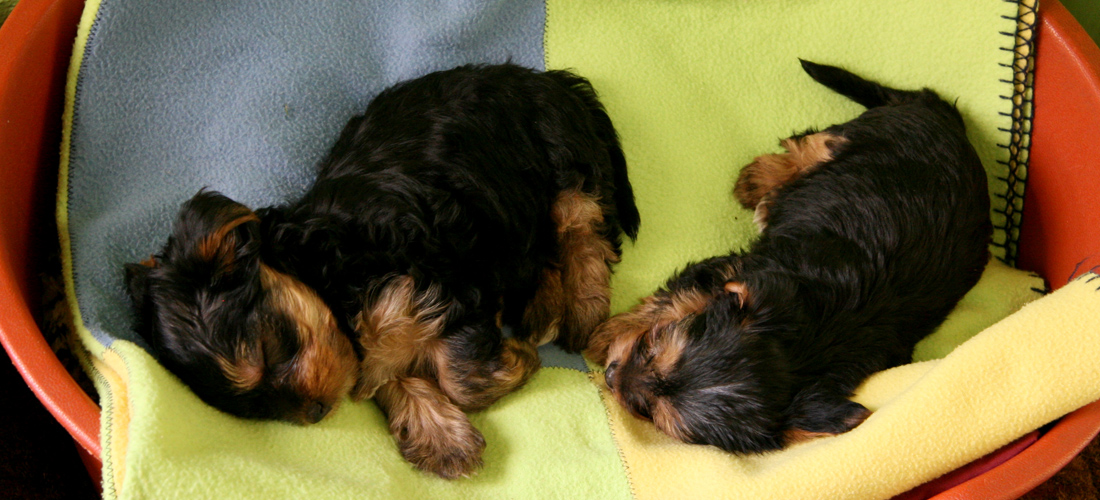 呼死你软件短信